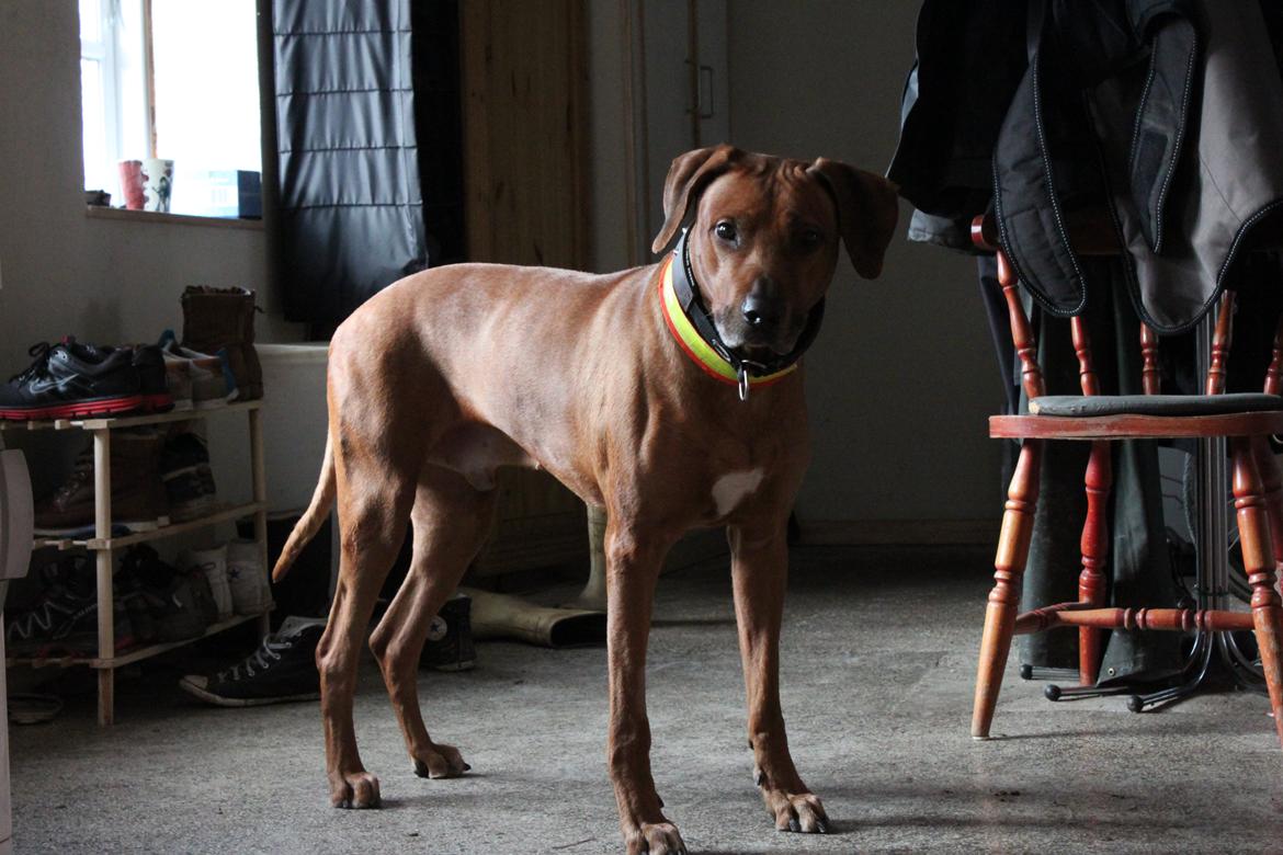 Rhodesian ridgeback Zulu billede 2