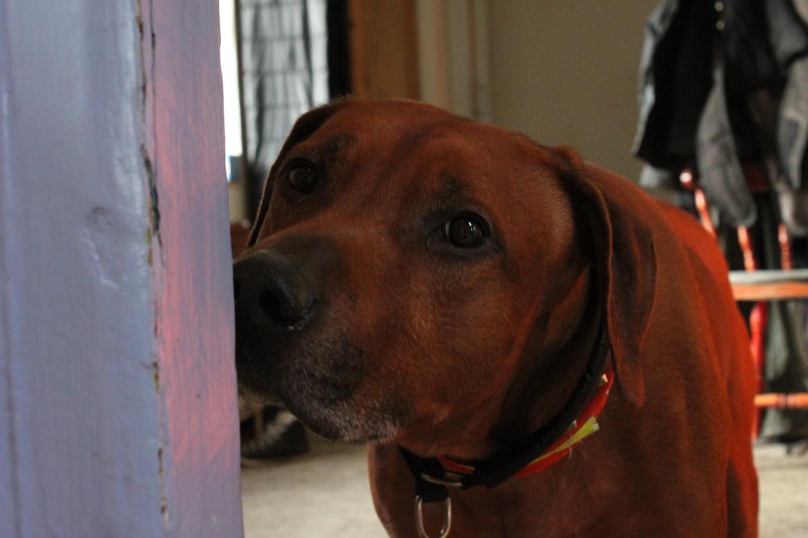 Rhodesian ridgeback Zulu billede 3