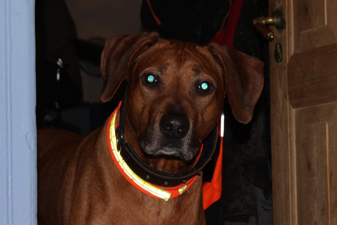 Rhodesian ridgeback Zulu billede 4