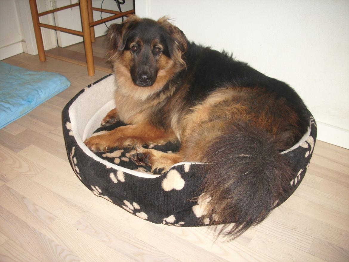 Blanding af racer Valter - Valter og hans potekurv :-) billede 18