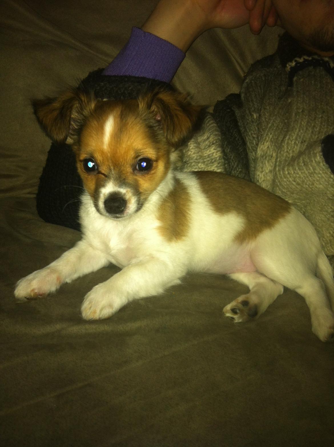 Chihuahua Pandora billede 1