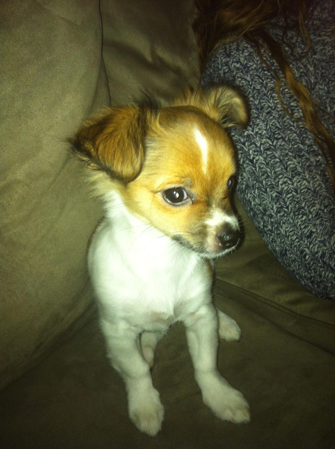 Chihuahua Pandora billede 2