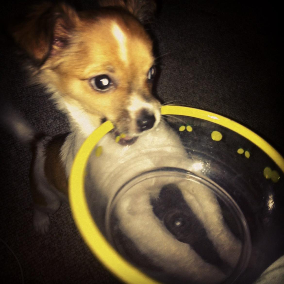 Chihuahua Pandora billede 3