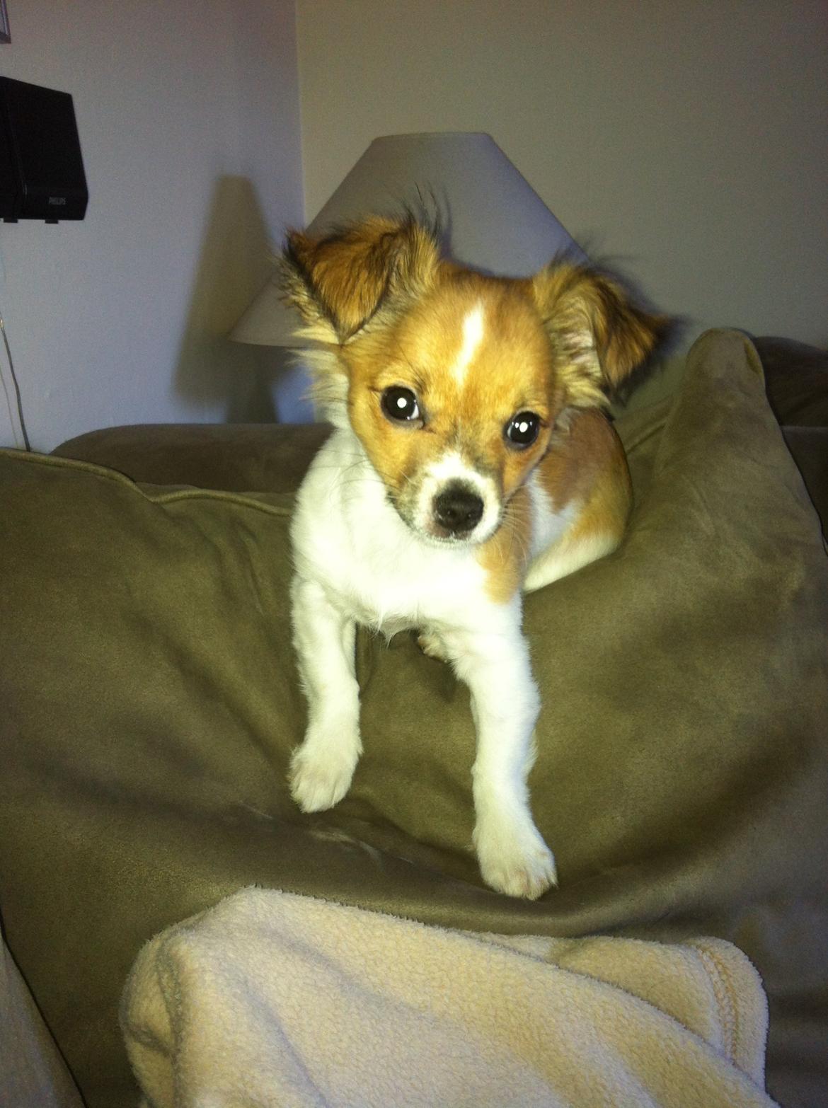 Chihuahua Pandora billede 4