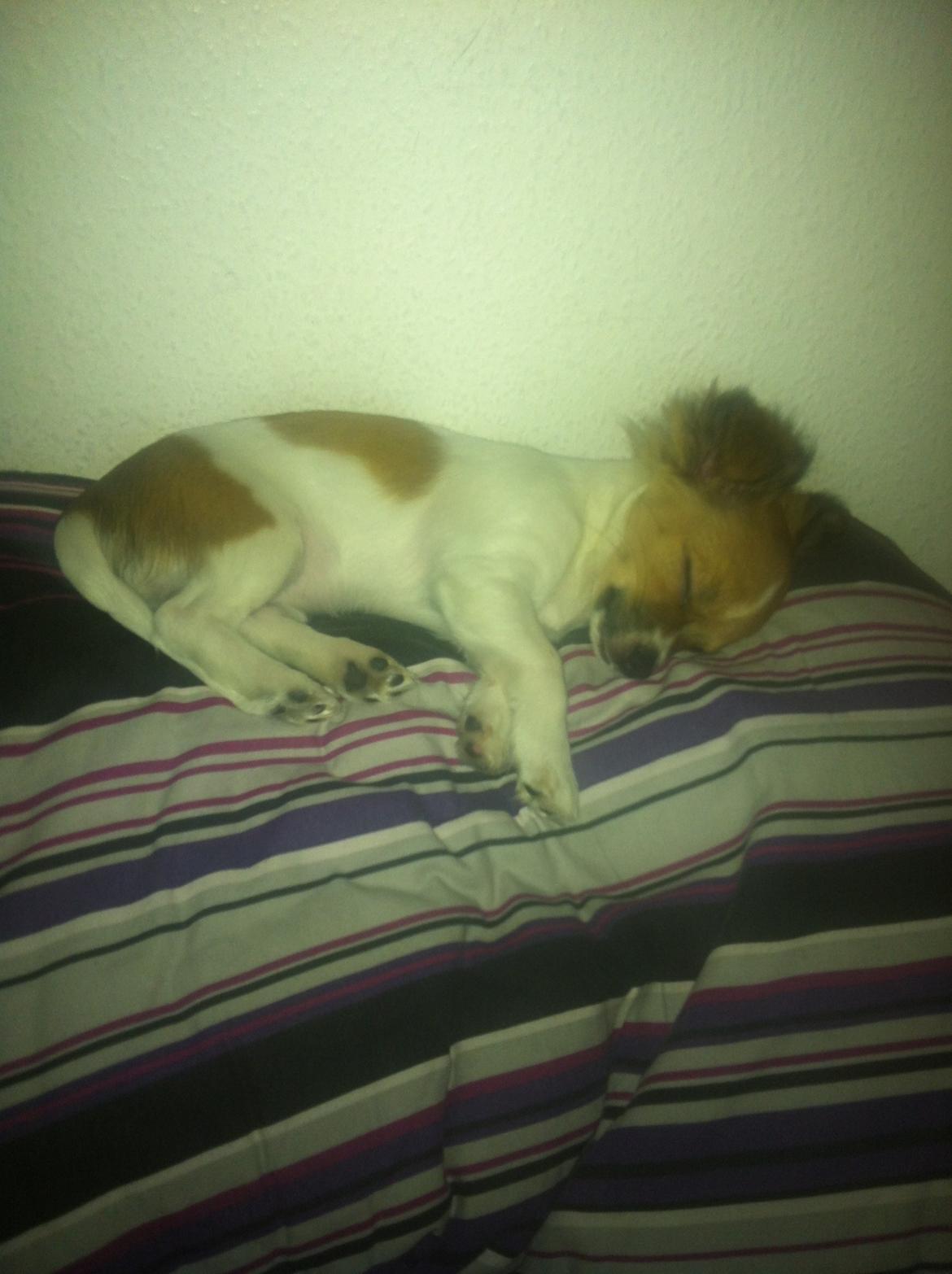 Chihuahua Pandora billede 5