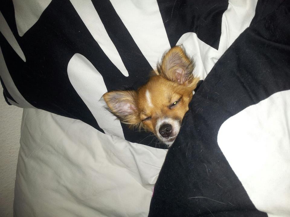 Chihuahua Pandora billede 6