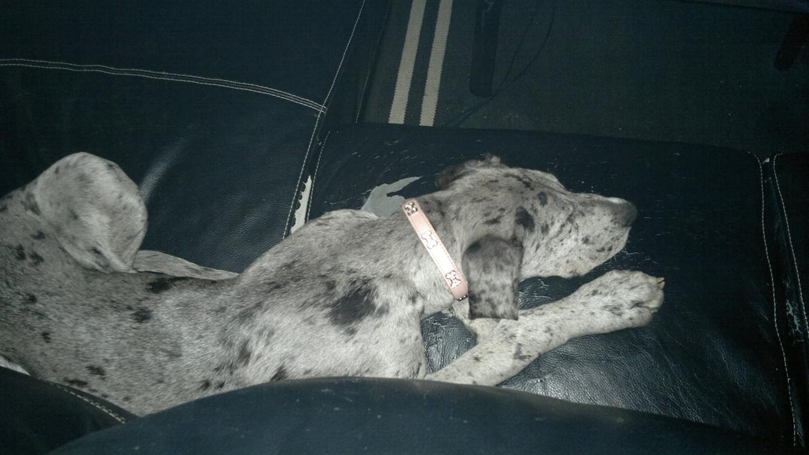 Grand danois Pixi - 4 måneder  billede 7