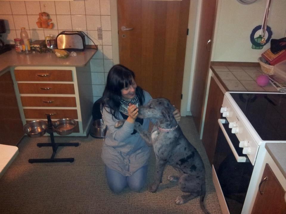 Grand danois Pixi - 4 måneder  billede 3