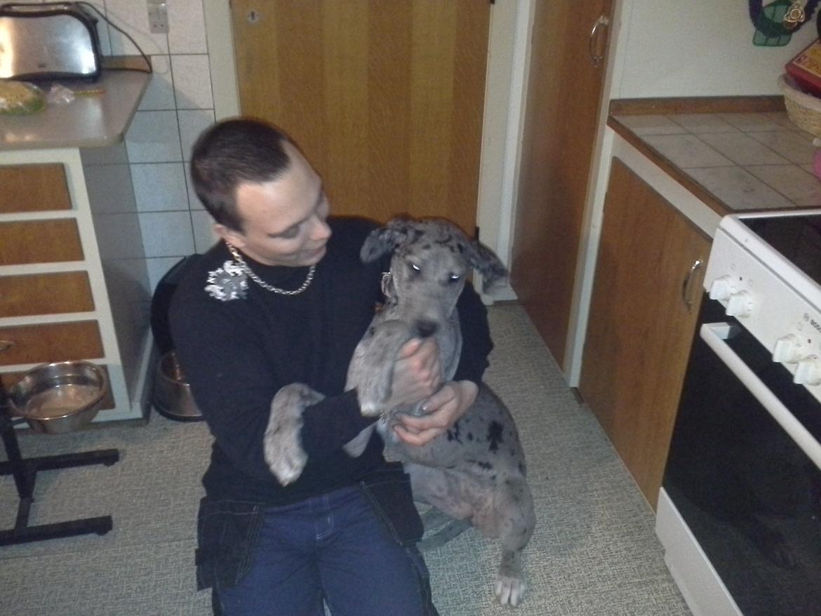 Grand danois Pixi - 4 måneder  billede 4