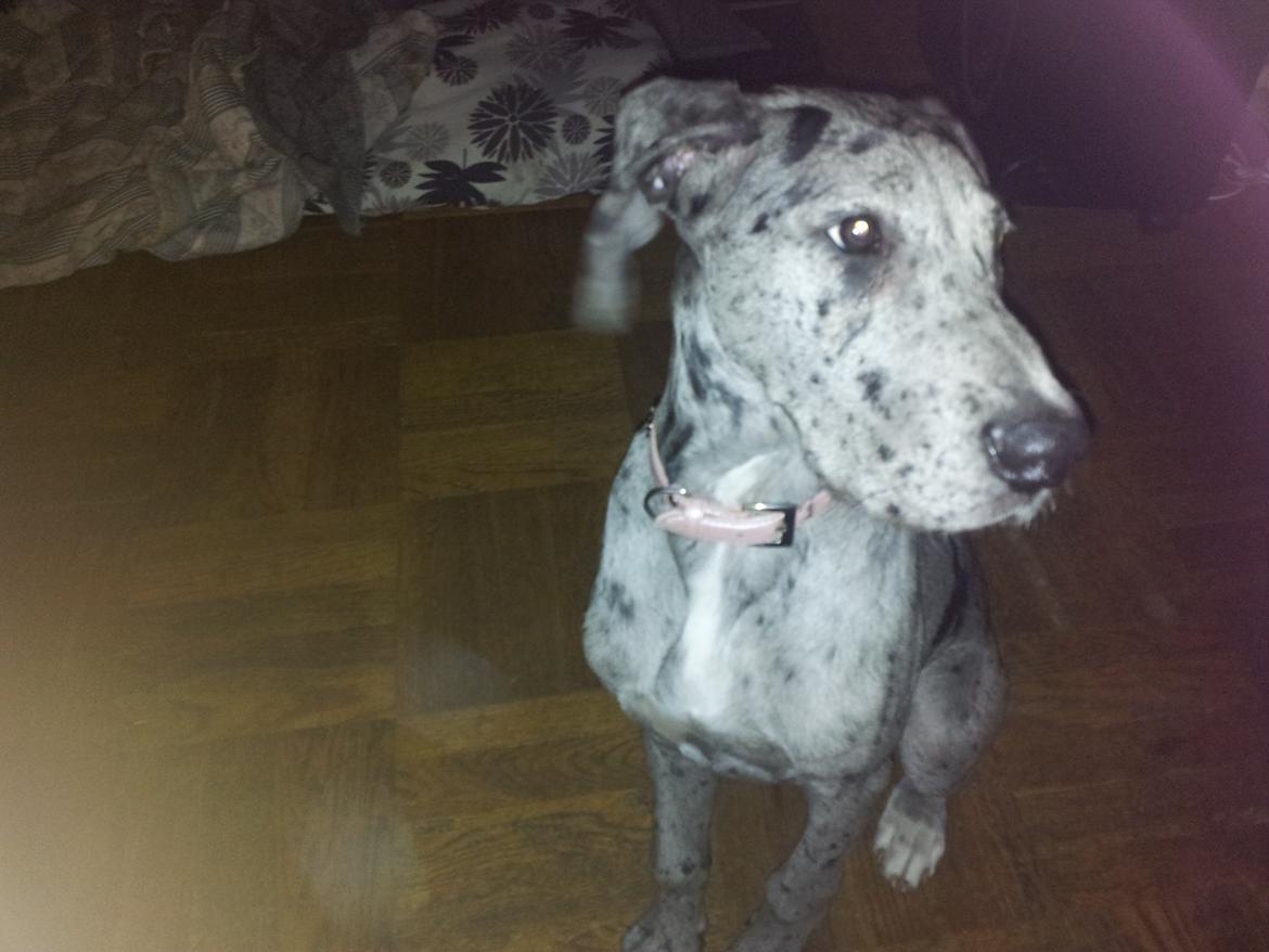 Grand danois Pixi - 4 måneder  billede 2