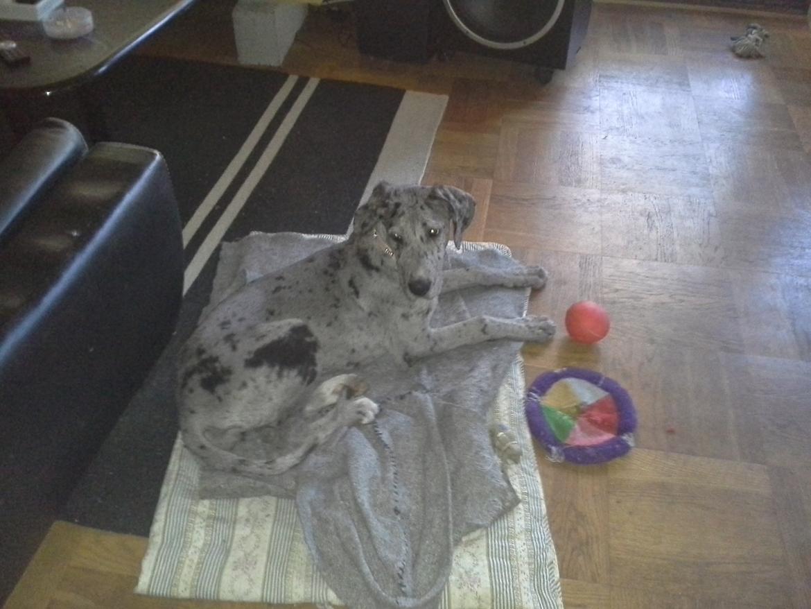 Grand danois Pixi - 4 måneder  billede 5