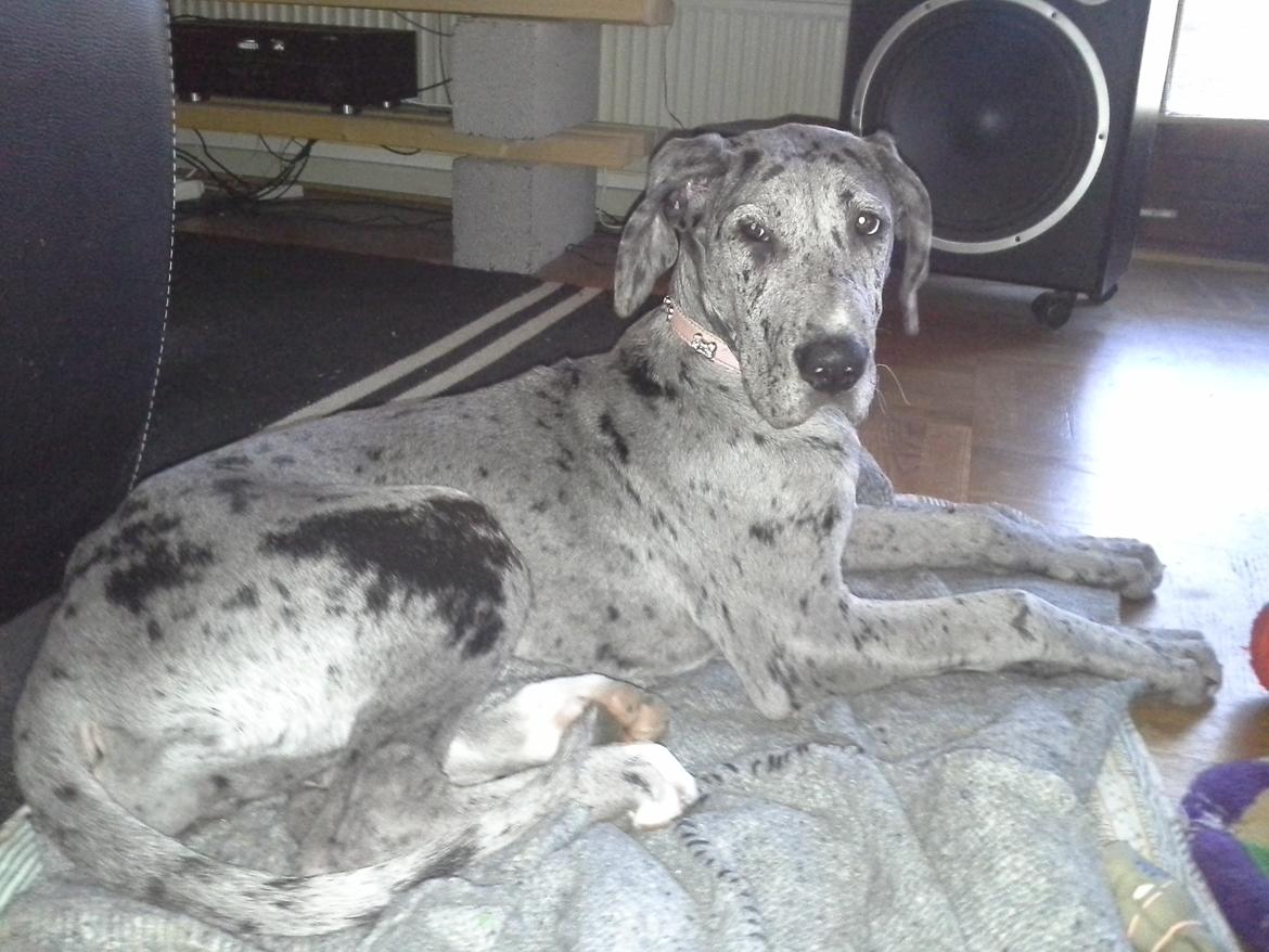 Grand danois Pixi - 4 måneder  billede 1