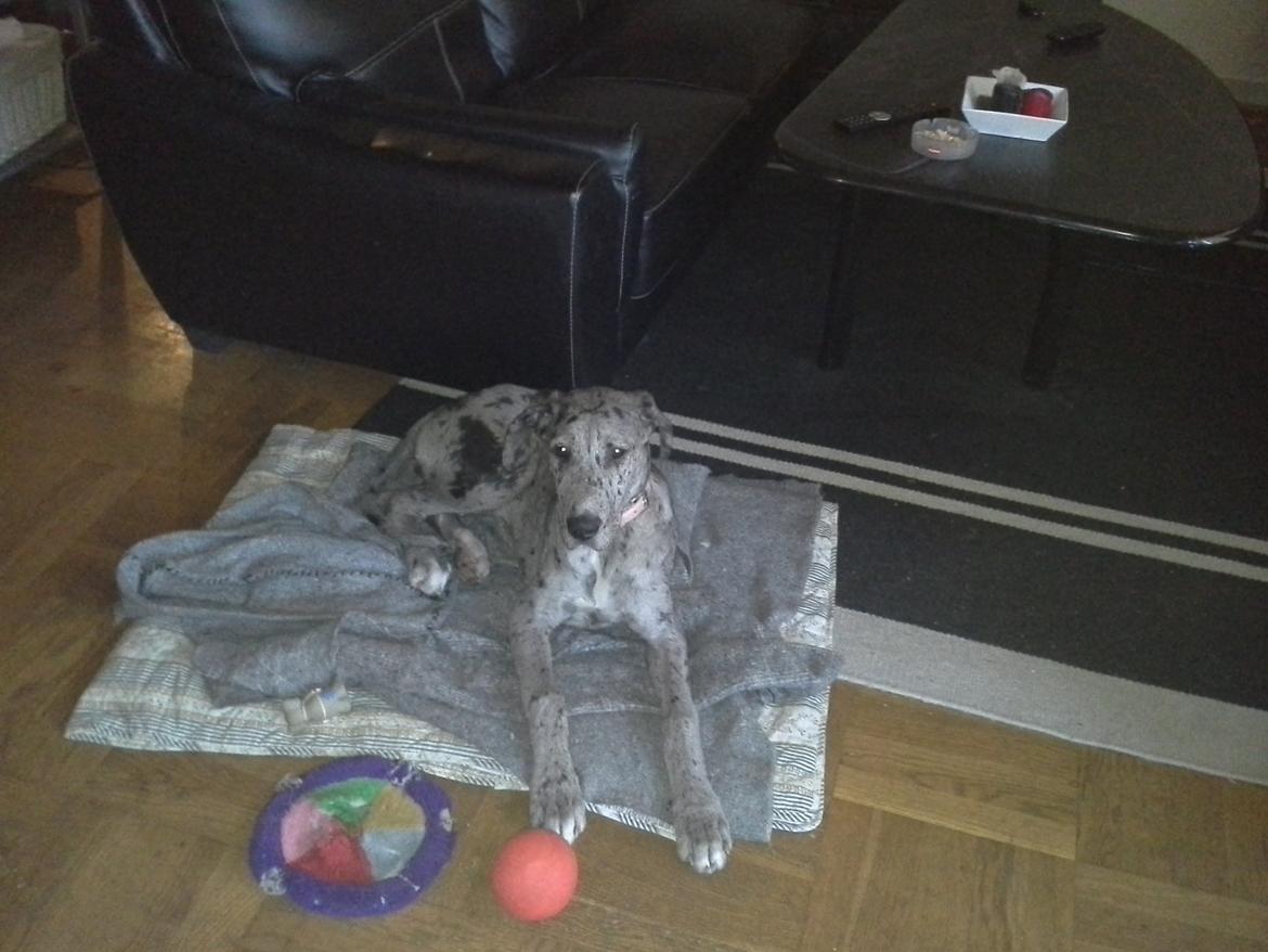 Grand danois Pixi - 4 måneder  billede 6