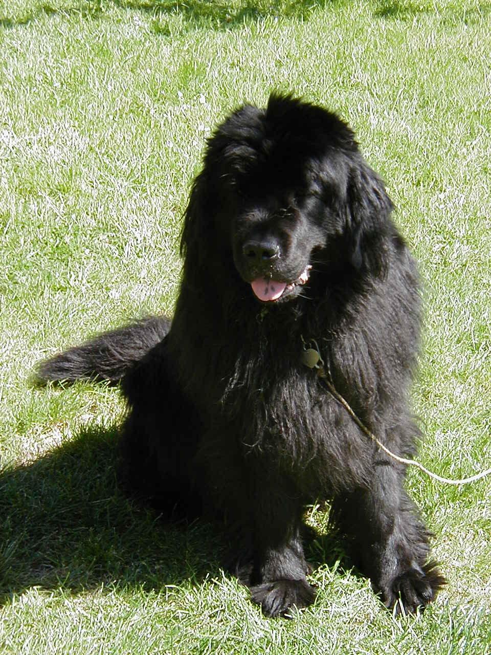 Newfoundlænder Emmely billede 6
