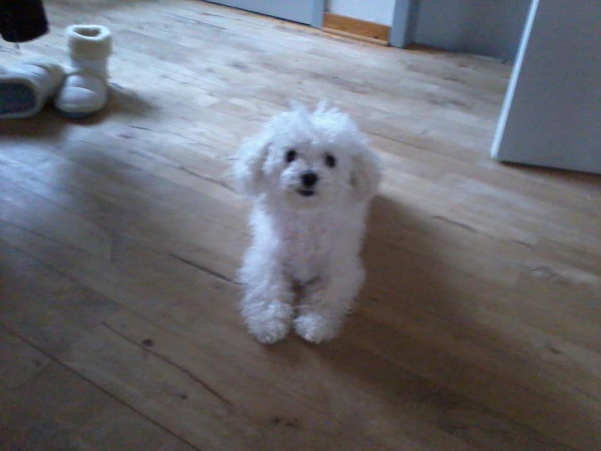 Bichon à poil frisé Smilla (Himmelhund) billede 1