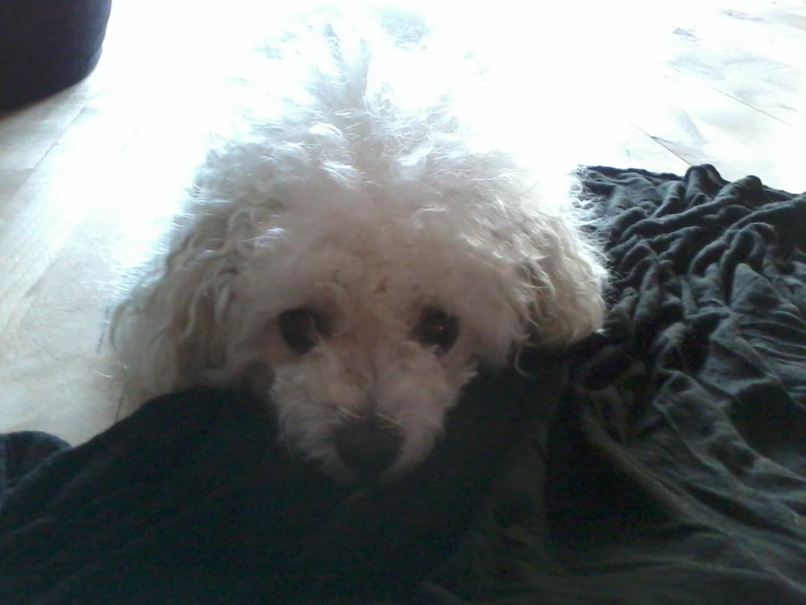 Bichon à poil frisé Smilla (Himmelhund) billede 2