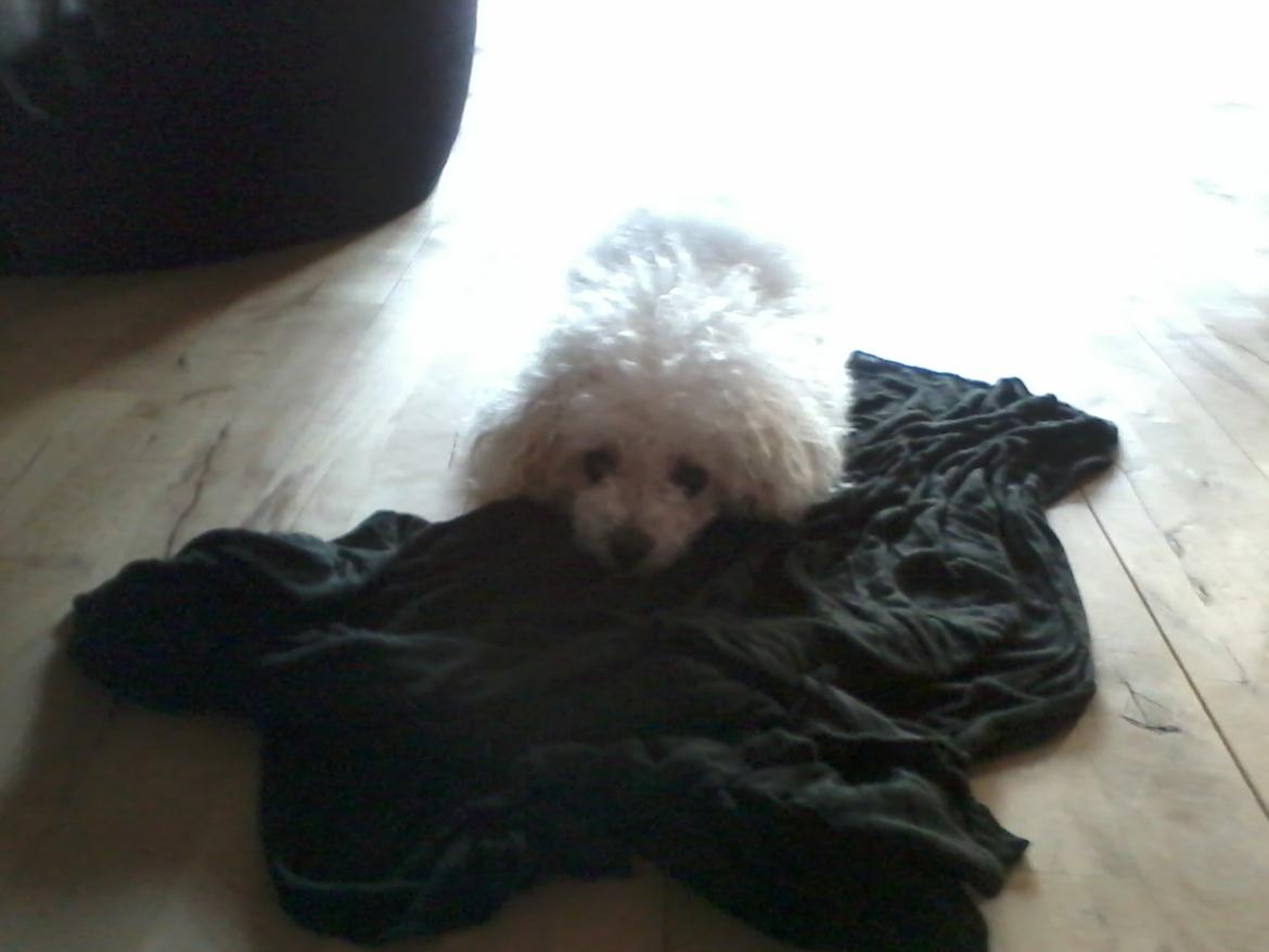 Bichon à poil frisé Smilla (Himmelhund) billede 3