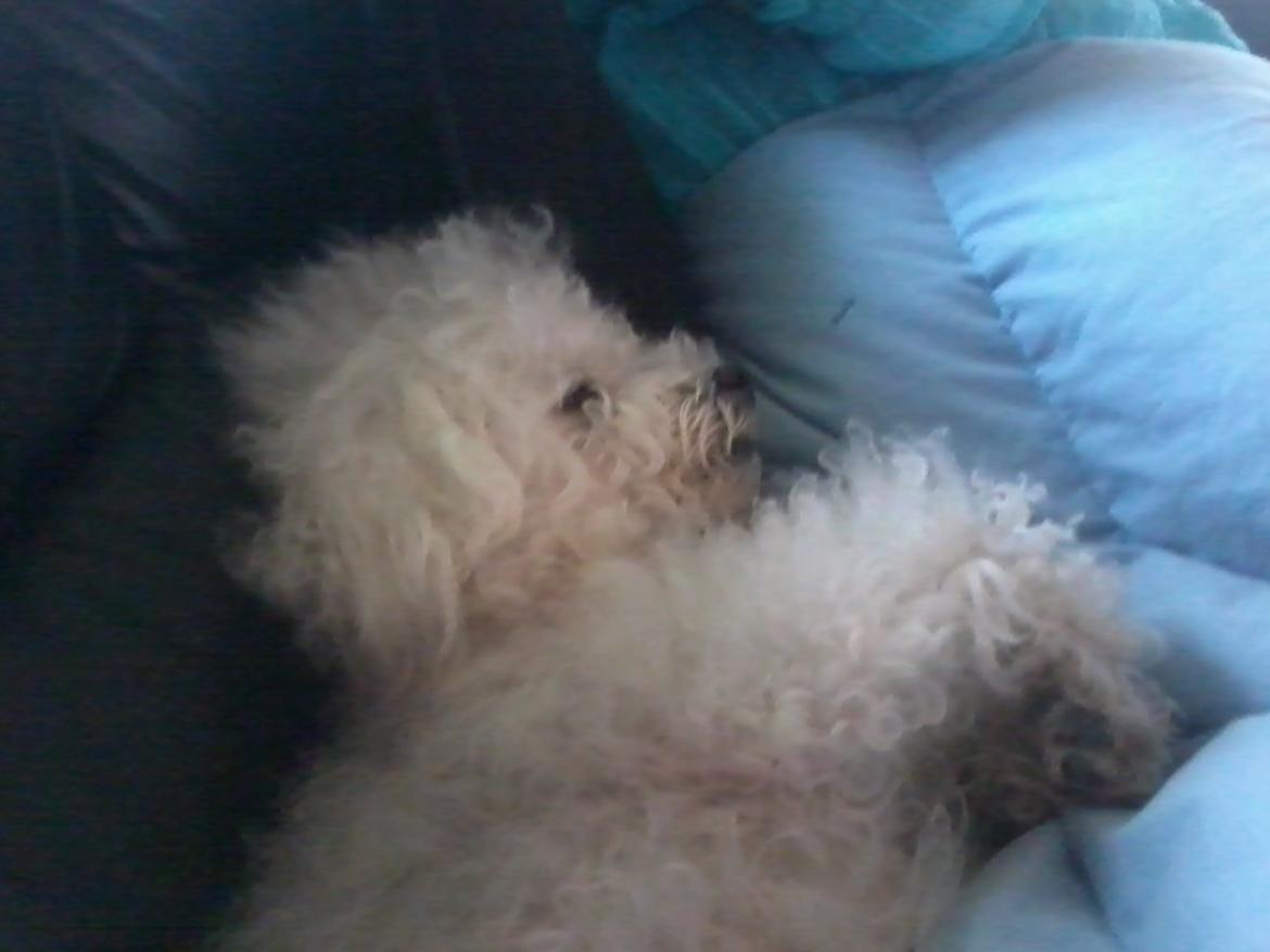 Bichon à poil frisé Smilla (Himmelhund) billede 4