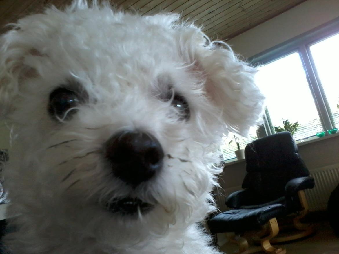 Bichon à poil frisé Smilla (Himmelhund) billede 5