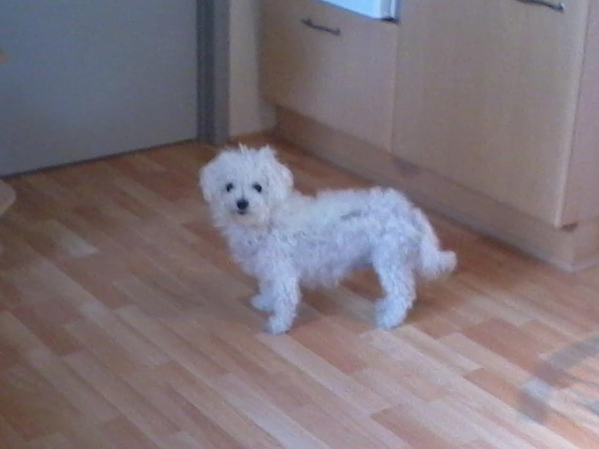 Bichon à poil frisé Smilla (Himmelhund) billede 6