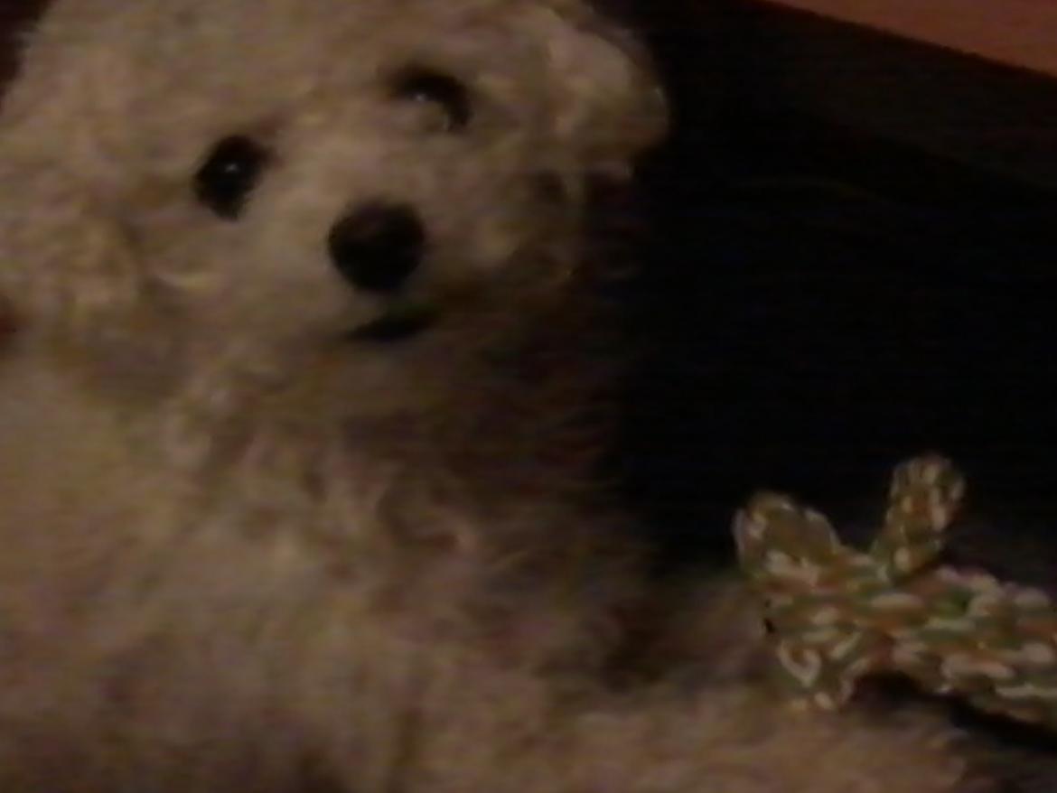 Bichon à poil frisé Smilla (Himmelhund) billede 7