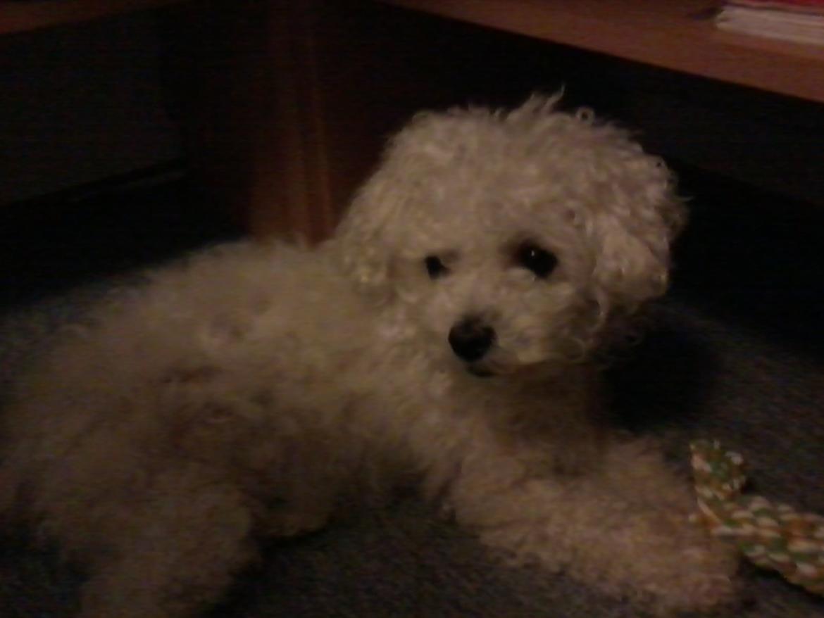 Bichon à poil frisé Smilla (Himmelhund) billede 8