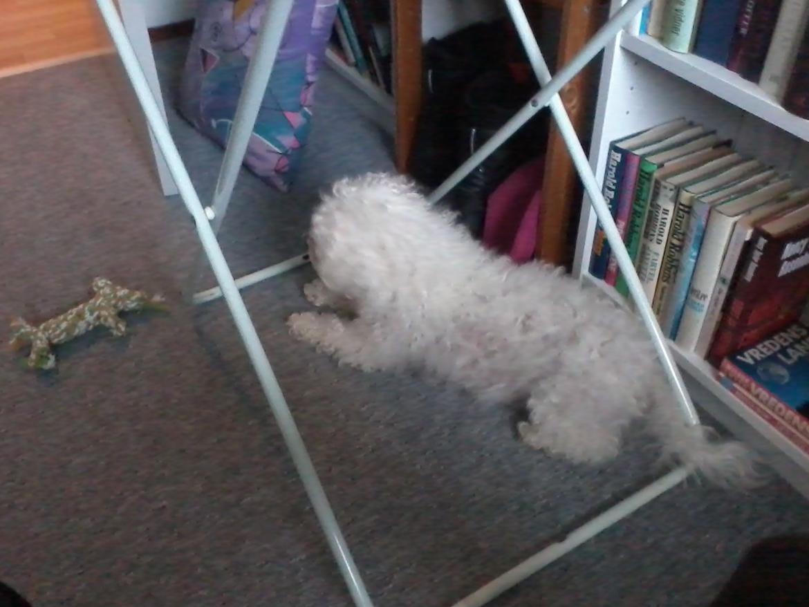 Bichon à poil frisé Smilla (Himmelhund) billede 10