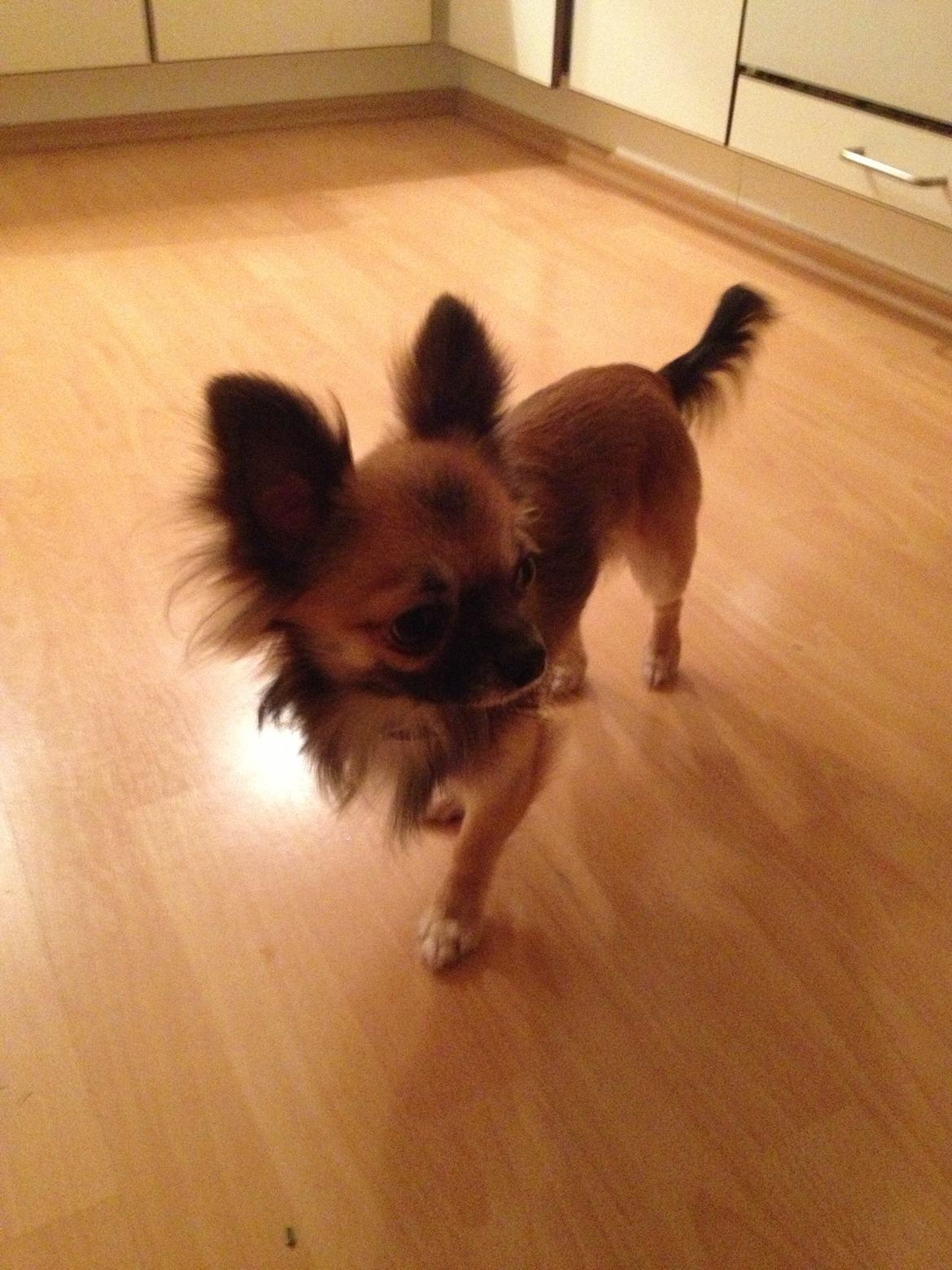 Chihuahua Sukkerpels's Davis billede 17