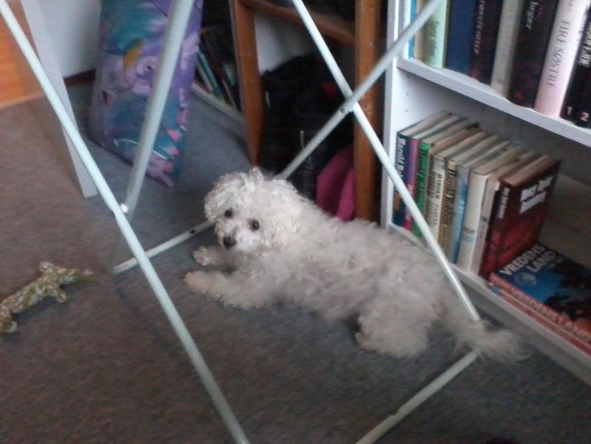 Bichon à poil frisé Smilla (Himmelhund) billede 11