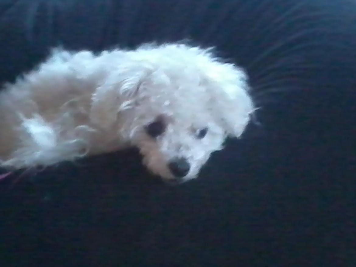 Bichon à poil frisé Smilla (Himmelhund) billede 12