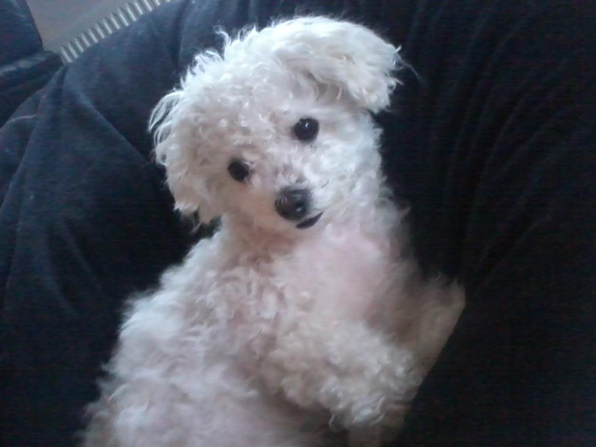 Bichon à poil frisé Smilla (Himmelhund) billede 13