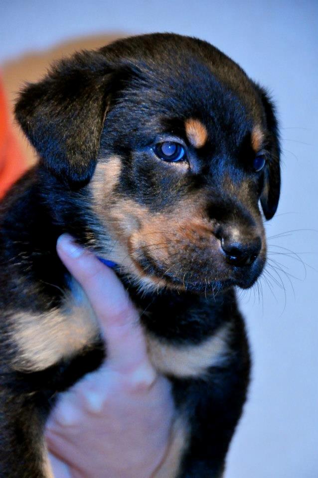 Beauceron Blackbossy`s Apachetåre ( Aslan) - 6 uger  billede 2