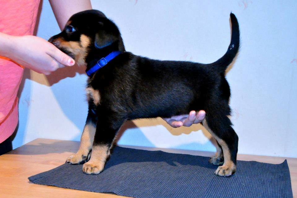 Beauceron Blackbossy`s Apachetåre ( Aslan) - 6 uger  billede 3