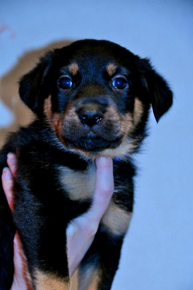 Beauceron Blackbossy`s Apachetåre ( Aslan) - 6 uger  billede 4