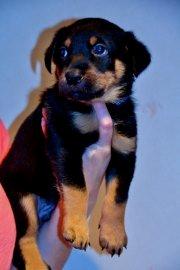 Beauceron Blackbossy`s Apachetåre ( Aslan) - 6 uger  billede 5