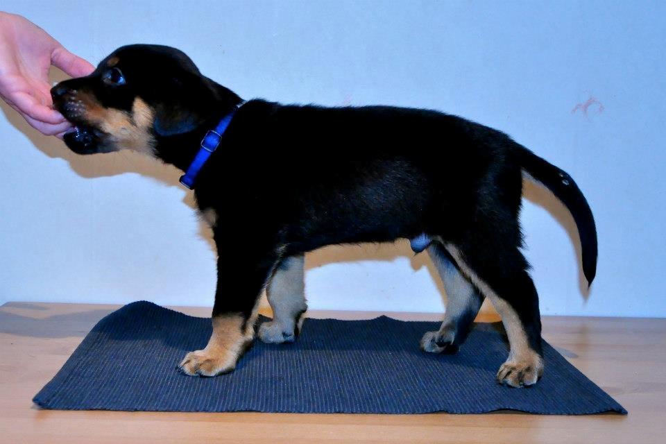 Beauceron Blackbossy`s Apachetåre ( Aslan) - 6 uger  billede 6