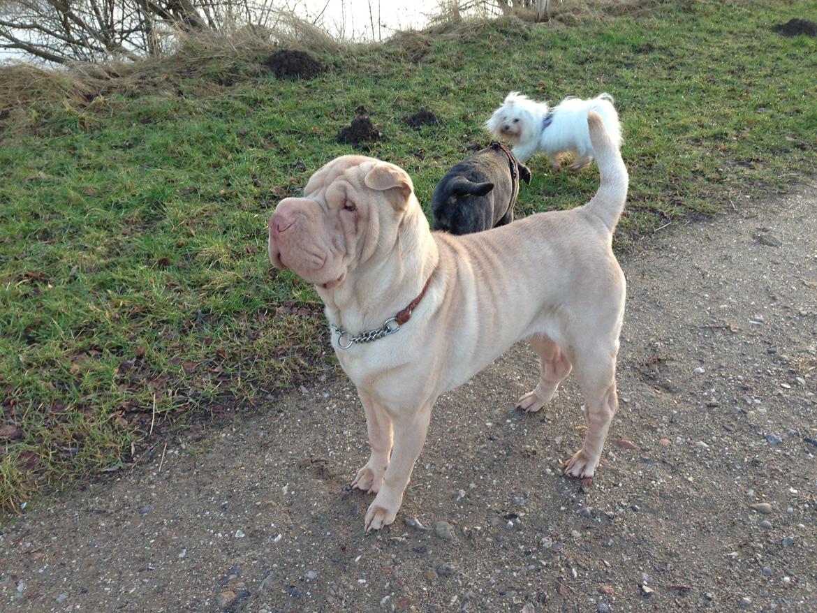 Shar pei Jamaika von Isabella moon - 2/2-2013. En tur på å stien. billede 14