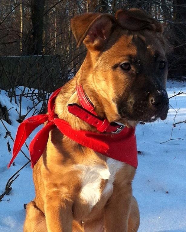 Blanding af racer Angel . - Vores første tur i sneen :-)!  billede 1