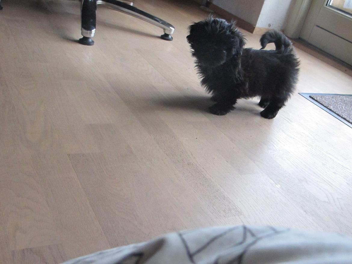 Shih tzu Hr. Vimse billede 1