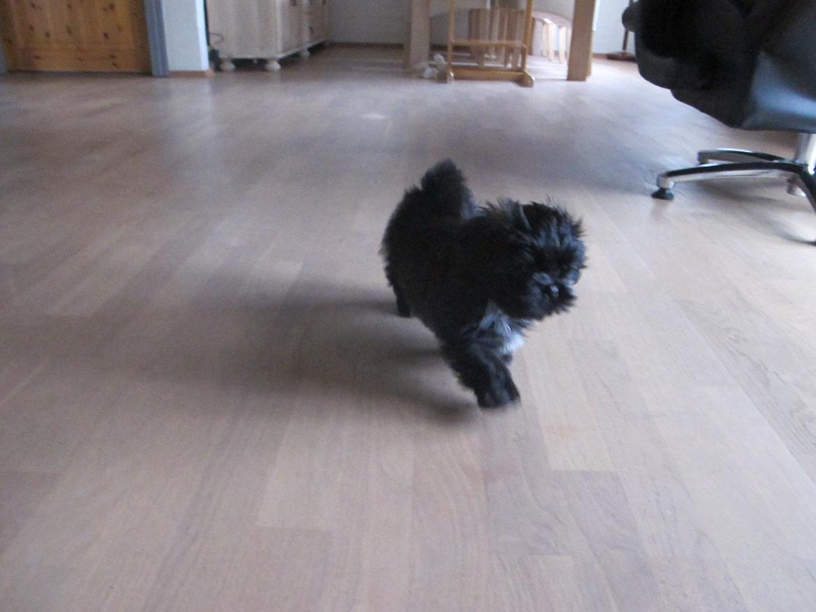 Shih tzu Hr. Vimse billede 2