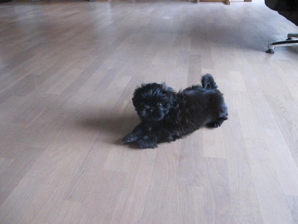 Shih tzu Hr. Vimse billede 3