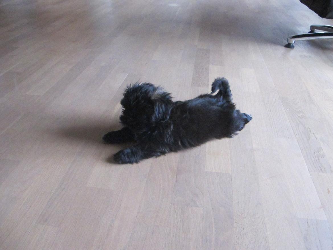 Shih tzu Hr. Vimse billede 4