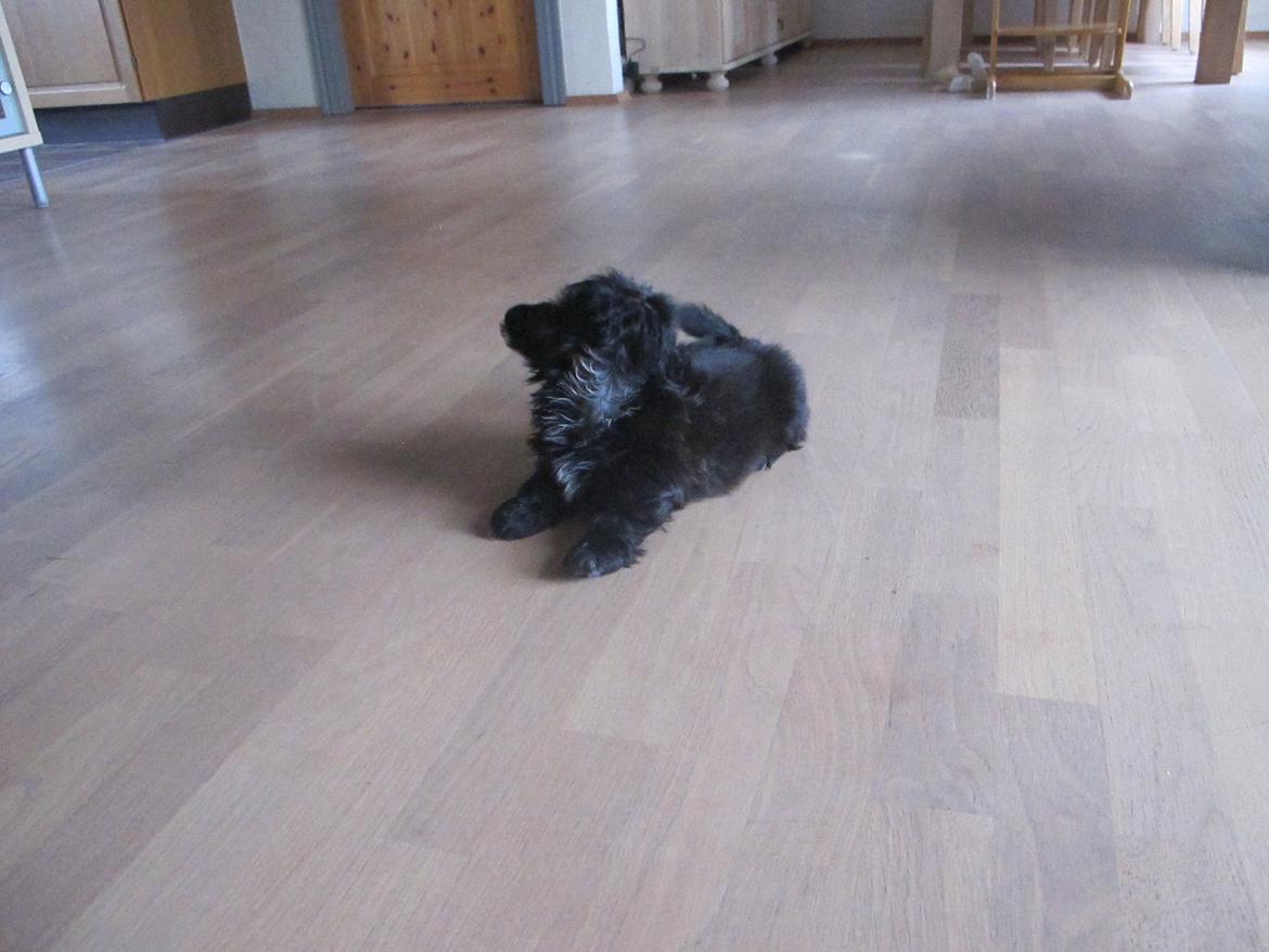 Shih tzu Hr. Vimse billede 5