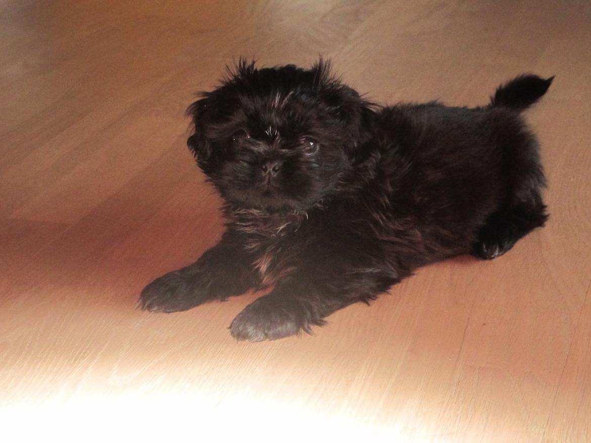 Shih tzu Hr. Vimse billede 6