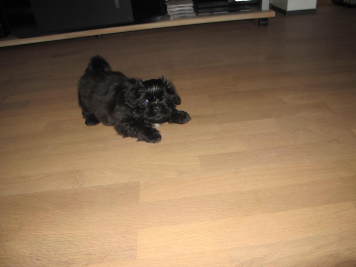 Shih tzu Hr. Vimse billede 7