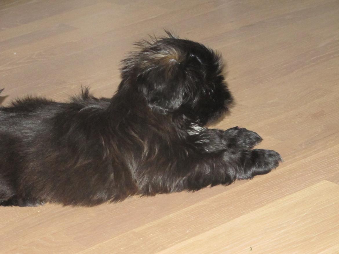 Shih tzu Hr. Vimse billede 8