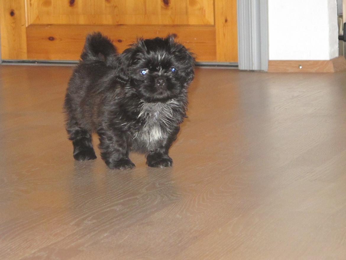 Shih tzu Hr. Vimse billede 9
