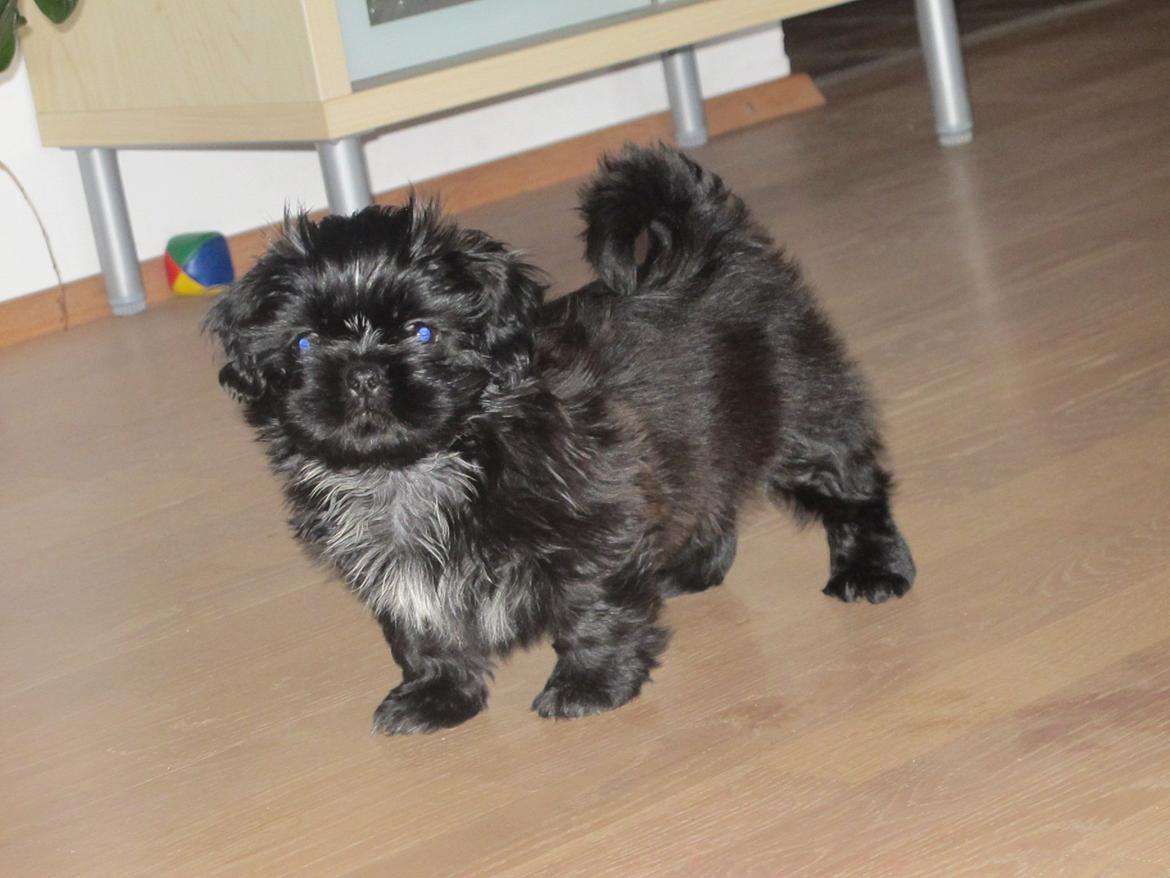 Shih tzu Hr. Vimse billede 10