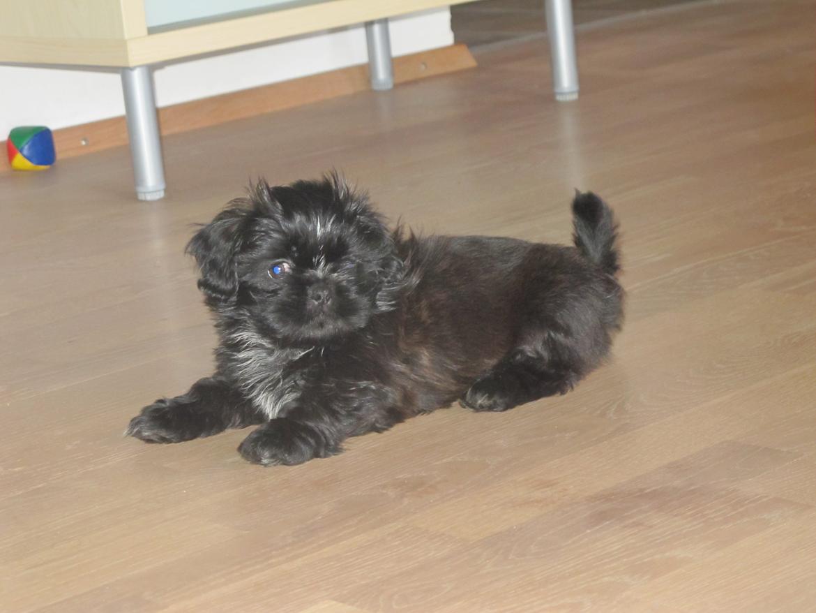 Shih tzu Hr. Vimse billede 11