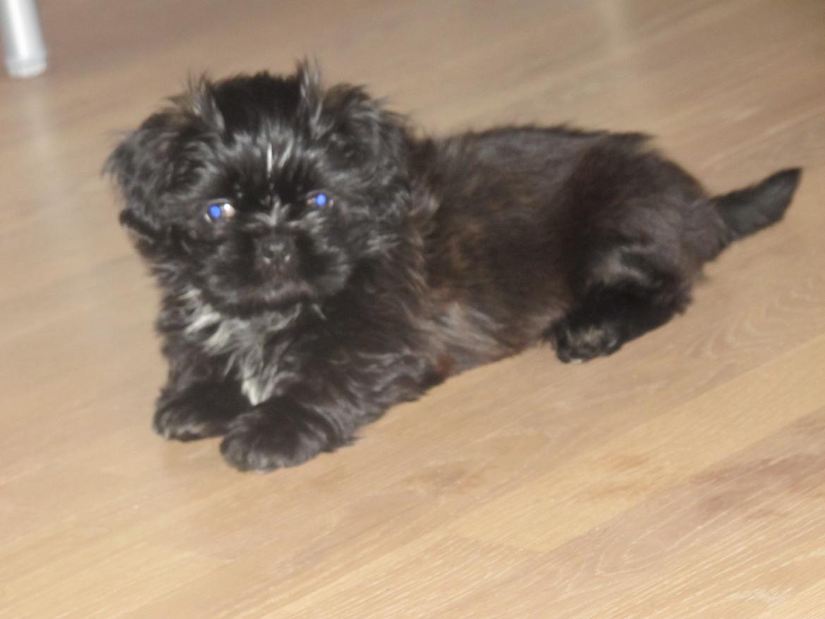 Shih tzu Hr. Vimse billede 12
